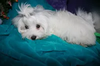 Teddy, a male Maltese for sale in Billings, MO – 7 of 7