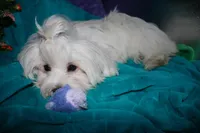 Teddy, a male Maltese for sale in Billings, MO – 6 of 7