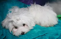 Teddy, a male Maltese for sale in Billings, MO – 4 of 7