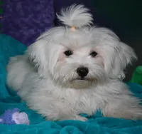 Teddy, a male Maltese for sale in Billings, MO – 5 of 7