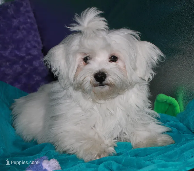 Teddy, a male Maltese for sale in Billings, MO – 1 of 7