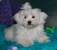 Teddy, a male Maltese for sale in Billings, MO – 1 of 7