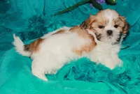 MoJo, a male Shih Tzu for sale in Billings, MO – 2 of 9
