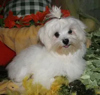 Bruiser, a male Maltese for sale in Billings, MO – 4 of 9