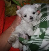 Rupert, a male Maltese for sale in Billings, MO – 7 of 9