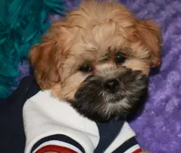 Luke, a male Shihpoo for sale in Billings, MO – 9 of 9