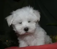 Cole, a male Maltese for sale in Billings, MO – 3 of 9
