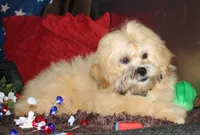 Luke, a male Shihpoo for sale in Billings, MO – 6 of 9