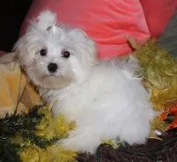 Fred, a male Maltese for sale in Billings, MO – 4 of 10