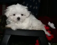 Myrtle, a female Maltese for sale in Billings, MO – 4 of 8