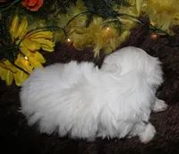 Blaze, a male Maltese for sale in Billings, MO – 8 of 9
