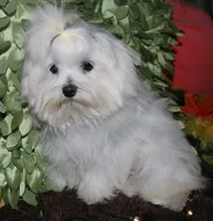 Conrad, a male Maltese for sale in Billings, MO – 6 of 9