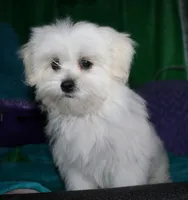 Shiloh , a female Shihpoo for sale in Billings, MO – 8 of 10