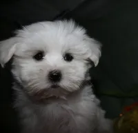 Cole, a male Maltese for sale in Billings, MO – 6 of 9