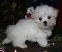 Noah, a male Maltese for sale in Billings, MO – 7 of 9