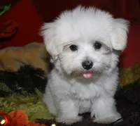 Stumpy, a male Maltese for sale in Billings, MO – 10 of 10