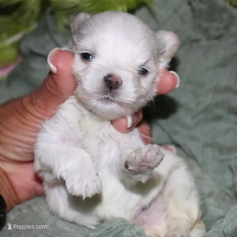 Noah – Maltese puppy for sale in Billings, MO
