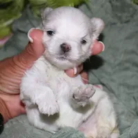 Noah, a male Maltese for sale in Billings, MO – 1 of 8