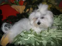 Chester, a male Maltese for sale in Billings, MO – 5 of 9