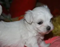 Ziggy , a male Maltese for sale in Billings, MO – 6 of 9
