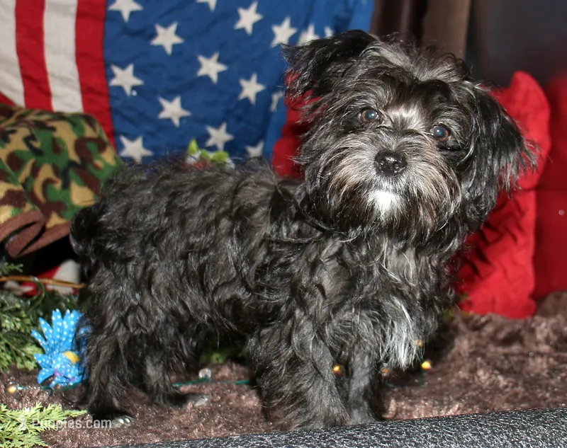 Frank – Morkie puppy for sale in Billings, MO