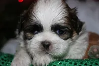 Cooper, a male Shih Tzu for sale in Billings, MO – 9 of 9