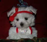 Chester, a male Maltese for sale in Billings, MO – 8 of 9