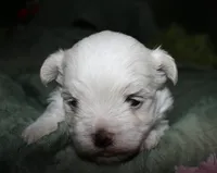 Fred, a male Maltese for sale in Billings, MO – 2 of 7