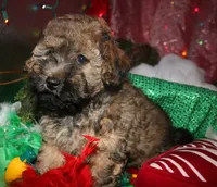 Theodore, a male Maltipoo for sale in Billings, MO – 4 of 10