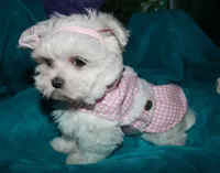 Fannie, a female Maltese for sale in Billings, MO – 8 of 10