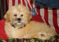 Luke, a male Shihpoo for sale in Billings, MO – 8 of 9