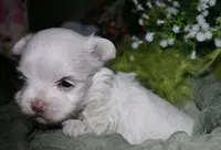 Conrad, a male Maltese for sale in Billings, MO – 7 of 7