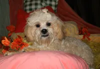 Luke, a male Shihpoo for sale in Billings, MO – 8 of 10