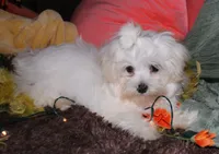 Fred, a male Maltese for sale in Billings, MO – 10 of 10