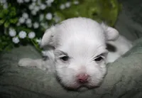 Conrad, a male Maltese for sale in Billings, MO – 6 of 7