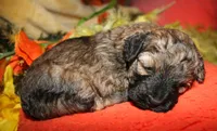 Theodore, a male Maltipoo for sale in Billings, MO – 9 of 9