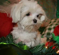 Dale, a male Maltese for sale in Billings, MO – Photo 1 of 7