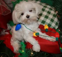 Dale, a male Maltese for sale in Billings, MO – Photo 7 of 7