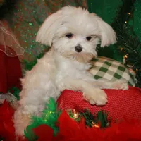 Dale, a male Maltese for sale in Billings, MO – Photo 6 of 7