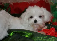 Dale, a male Maltese for sale in Billings, MO – Photo 3 of 7