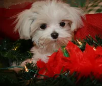 Dale, a male Maltese for sale in Billings, MO – Photo 4 of 7