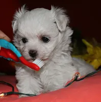 Mable, a male Maltese for sale in Billings, MO – 7 of 9