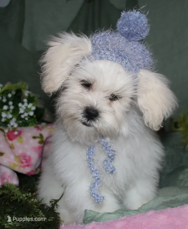 Jojo  – Shihpoo puppy for sale in Billings, MO