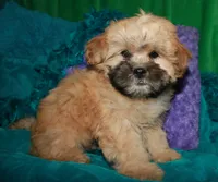 Luke, a male Shihpoo for sale in Billings, MO – 8 of 9
