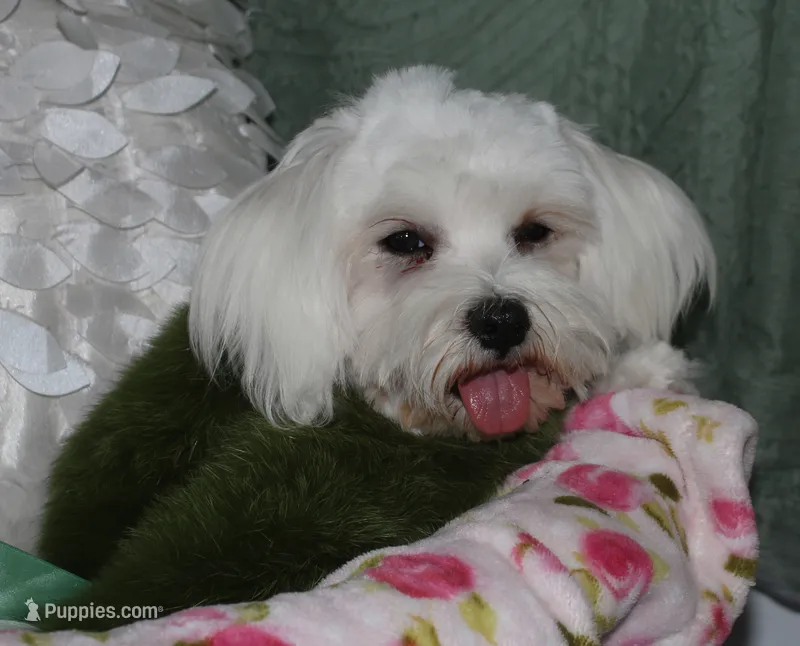Teddy – Maltese puppy for sale in Billings, MO