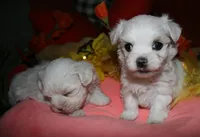 Ziggy , a male Maltese for sale in Billings, MO – 5 of 9