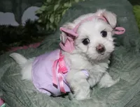Diva, a female Maltese for sale in Billings, MO – 4 of 9