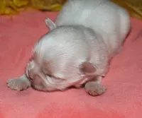 Quincy , a male Maltese for sale in Billings, MO – 9 of 9