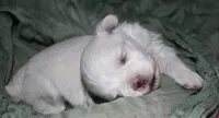 Stumpy, a male Maltese for sale in Billings, MO – 8 of 10