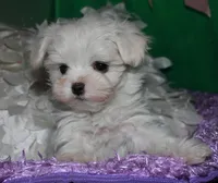 Makai, a male Maltese for sale in Billings, MO – Photo 2 of 9